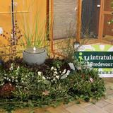Aalten, Kleur en Fleur, vogelshow, 26 november 2016 021.jpg